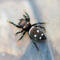 Aranha // Jumping Spider (Heliophanus apiatus)